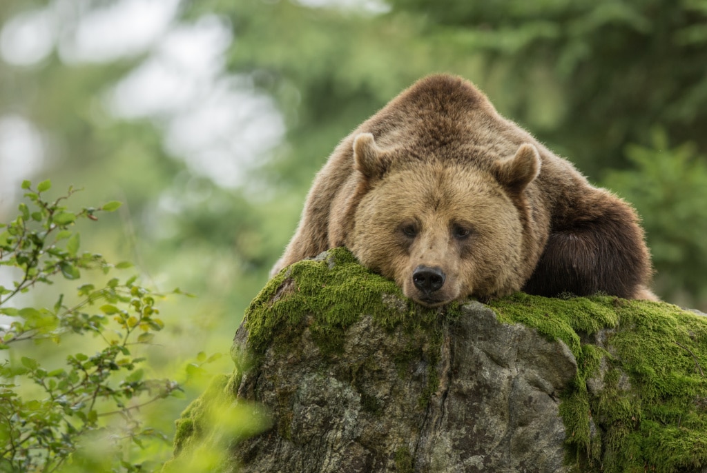 Bear proof container from BearVault®