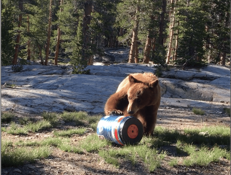 Bear attacked a bear canister BearVault