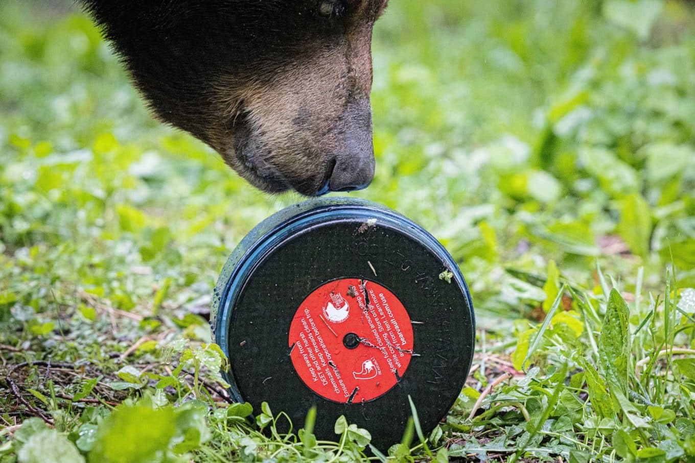 bear canister with bear nose