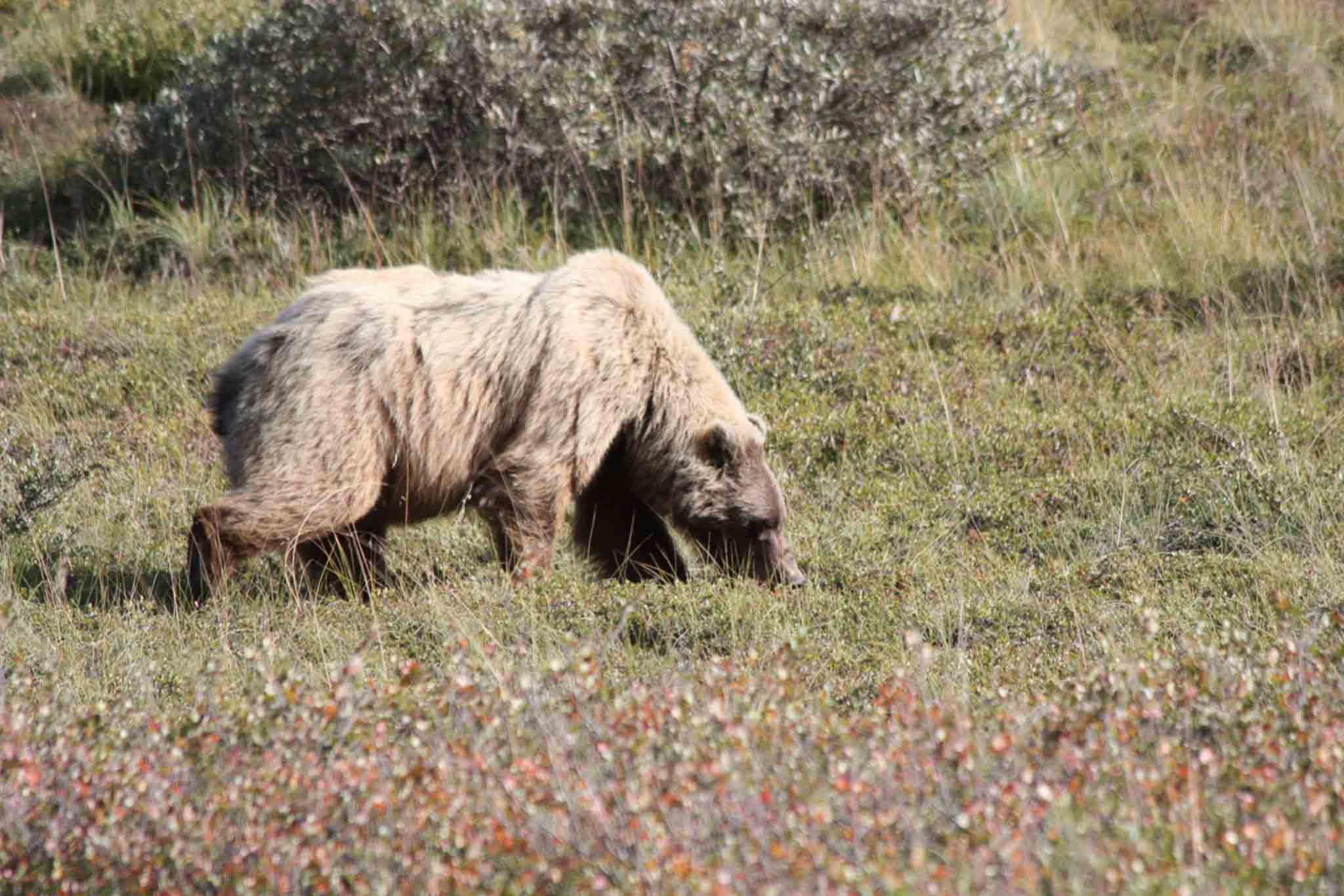 Bear nose down searching for food