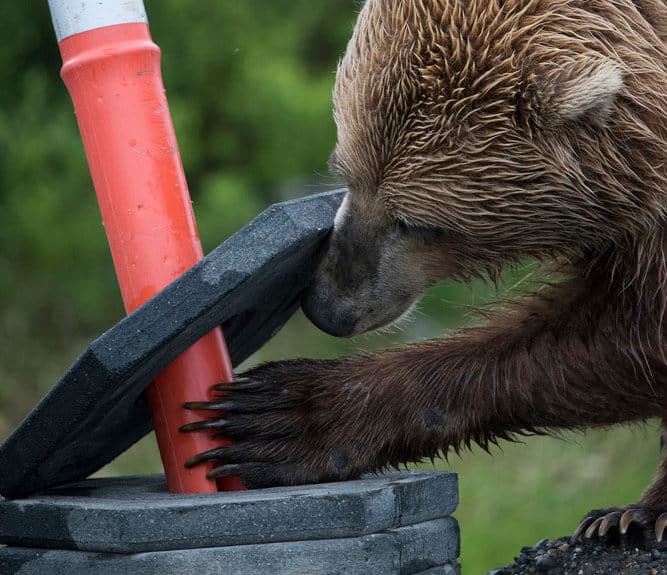 dealing with curious bears