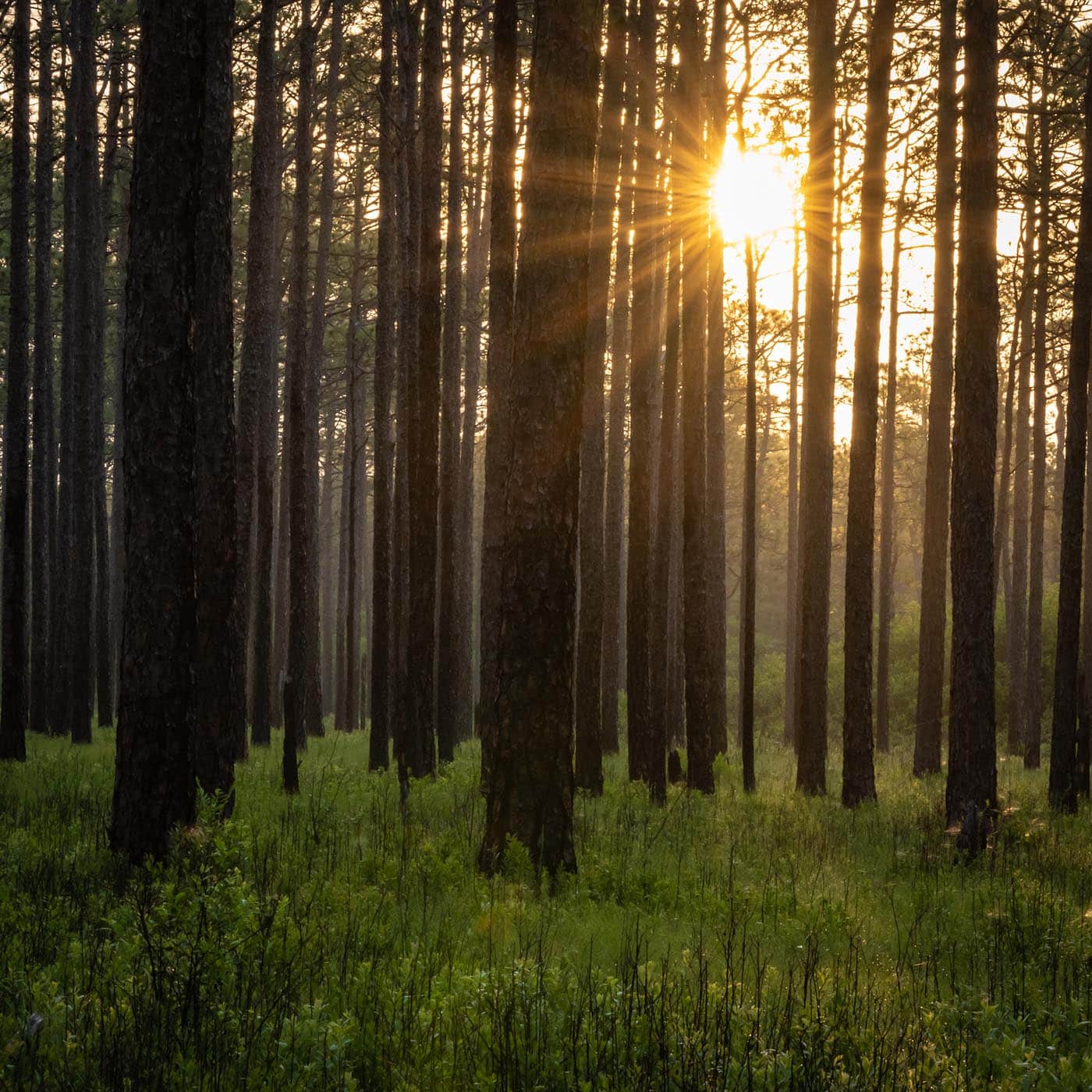 Light shining through trees in a NC forest