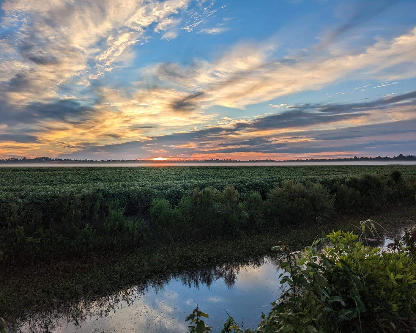 A wetland cropfield in North Carolina at a misty sunrise