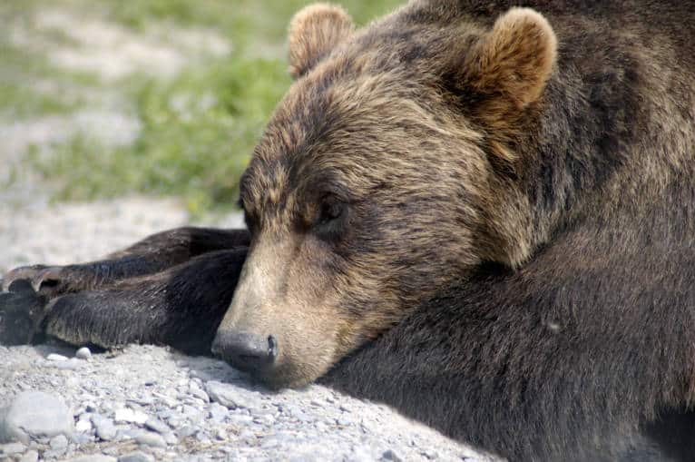 A grizzly bear lying with its head down on a rock.