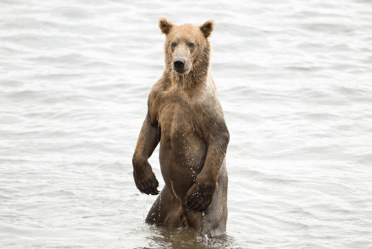 A Kodiak brown bear stands in the cool sub-arctic water.