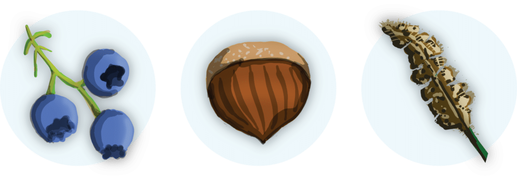 Illustration of different berries and nuts that bears eat