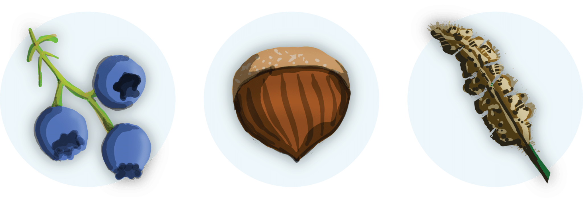 Illustration of different berries and nuts that bears eat