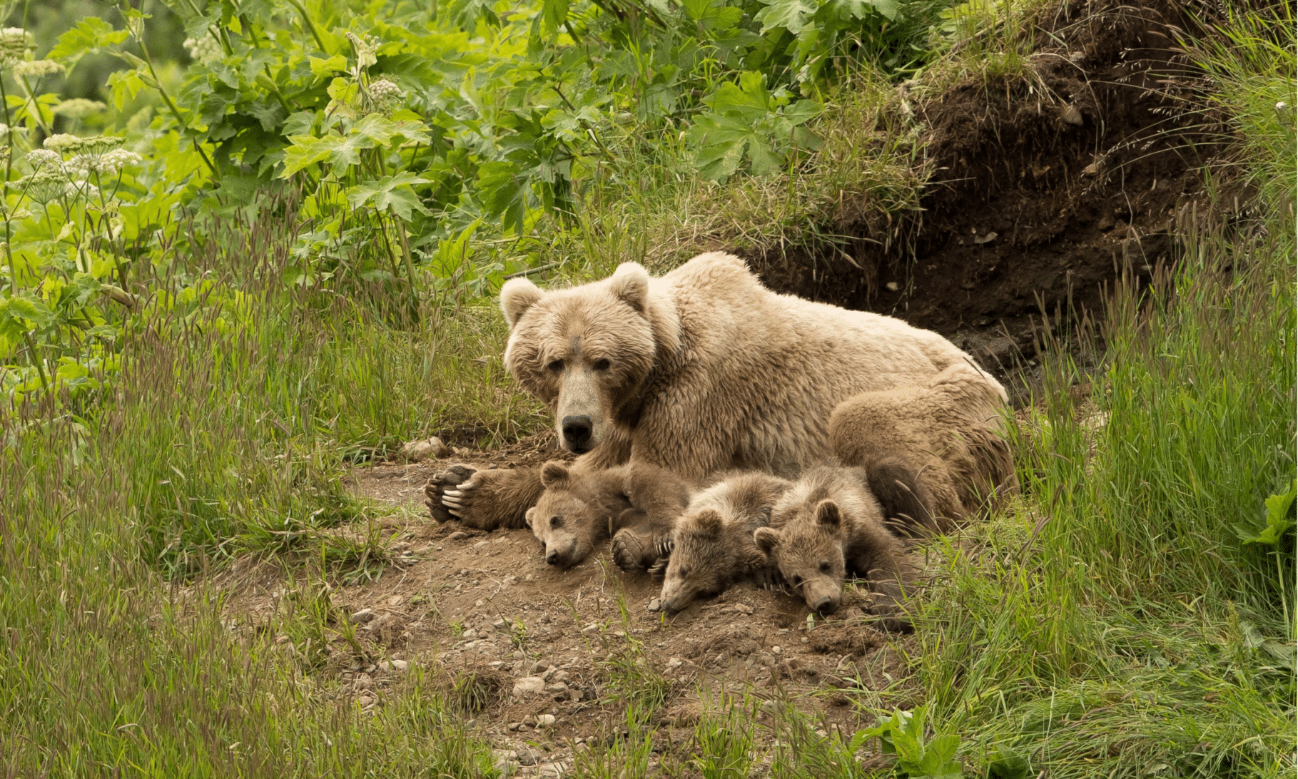 Momma bear and cubs curled up outside of the den.
